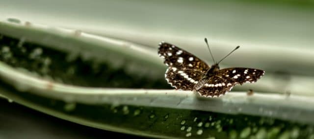 Jardín de las mariposas Misiones 2020